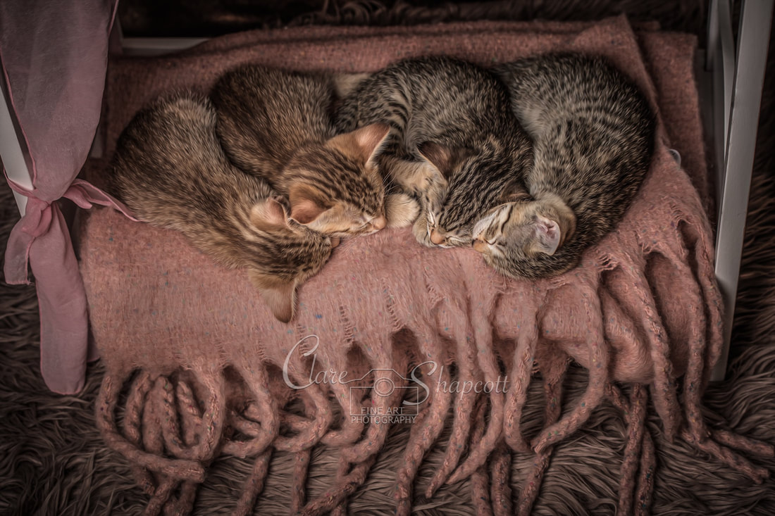Four sleeping kittens lay on soft pink fabric on a miniature poster bed.