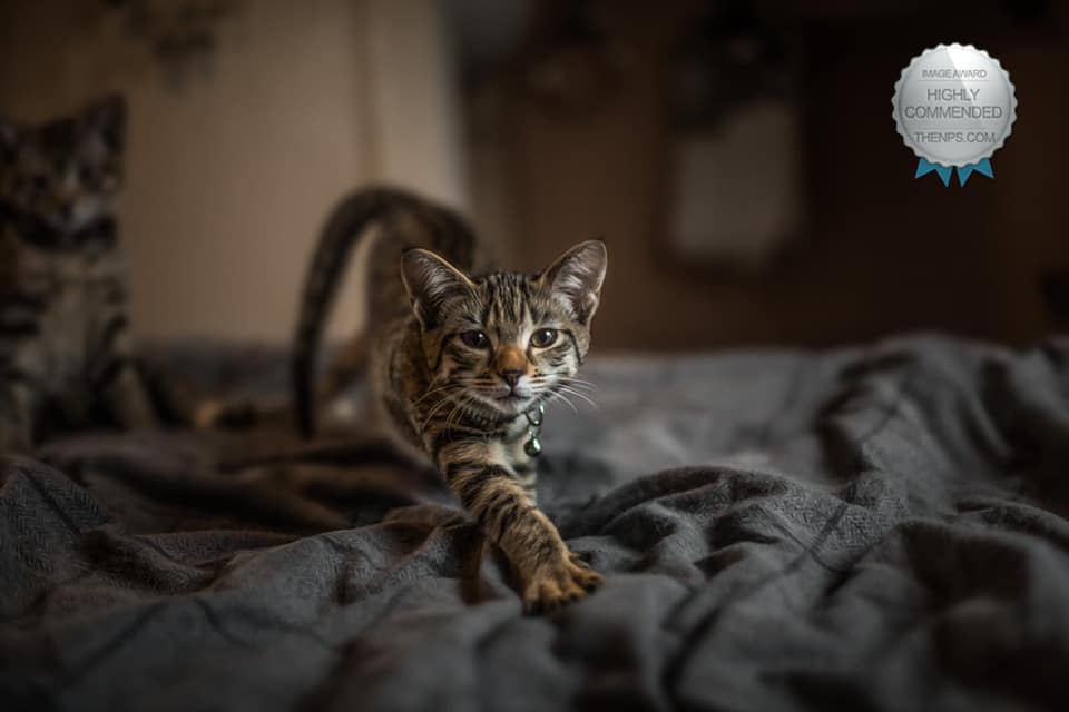 Young brown stripy kitten stretches paw towards camera.
