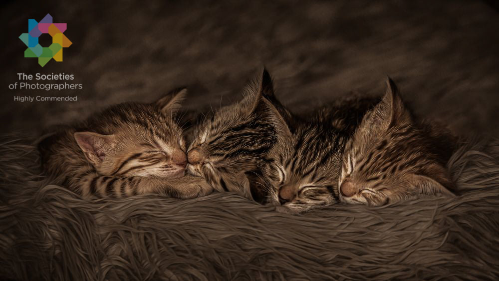 Four brown newborn kittens sleep next to each other on soft brown material.
