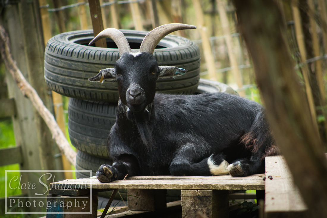 Photograph Farm Wild Place Bristol Goat Animal Pet