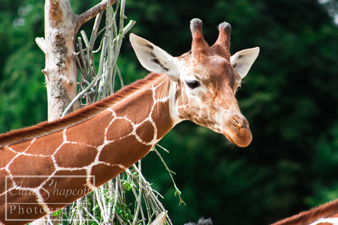 Photograph Wild Place Bristol Giraffe Vibrant Best Pet Portrait Animal