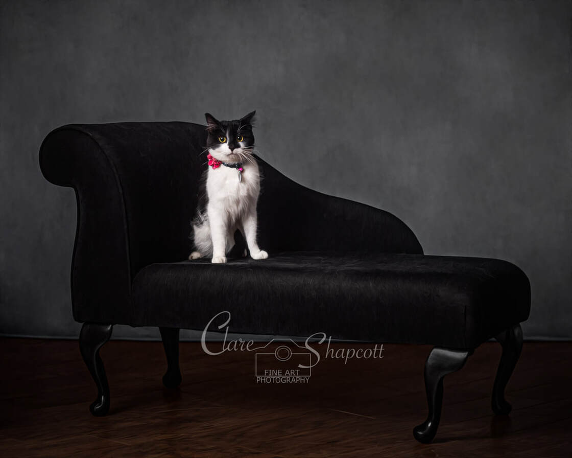 Black and white cat with pink flower collar sits calmly on black chaise couch.