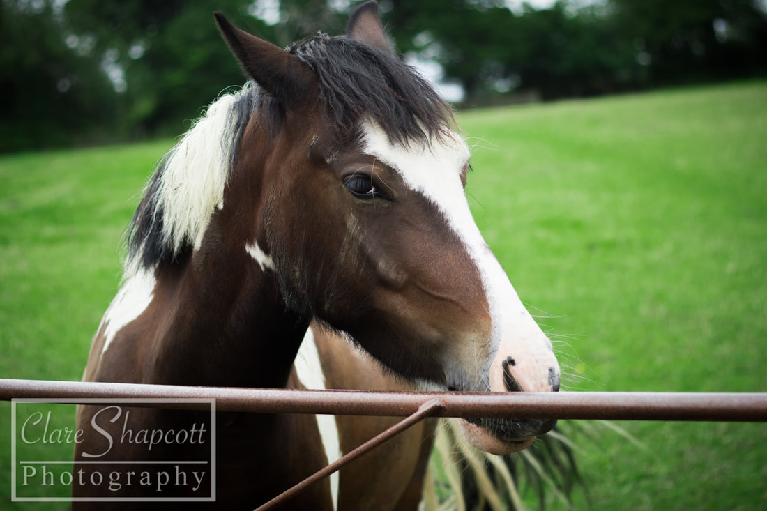 Portrait Photograph Bristol Field Vibrant Animal Pet Pony