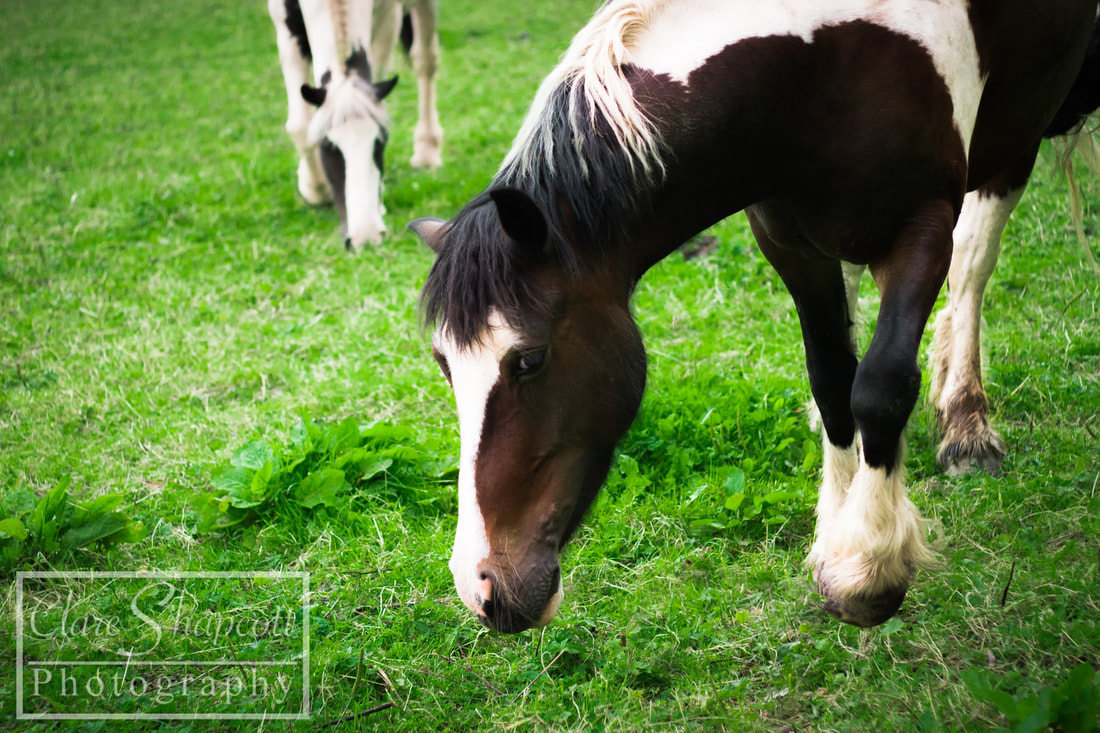 Horse Photograph Walking Vibrant Outdoor Field Photoshoot 