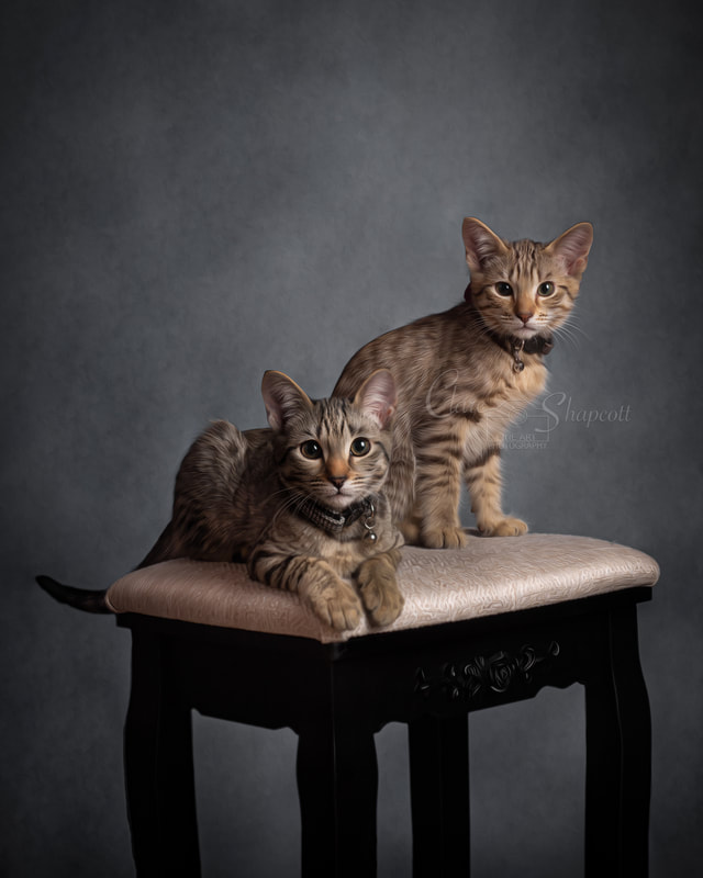 Two brown stripy kittens sit on black and white cushioned stool as they face the camera.