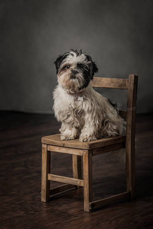 Black and white terrier dog sits upright on small brown chair during pet photoshoot.