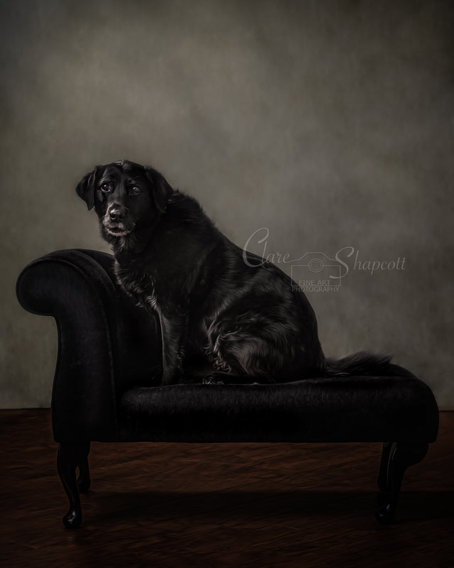 Black Labrador dog sits upright on black chaise couch on wooden floor. 